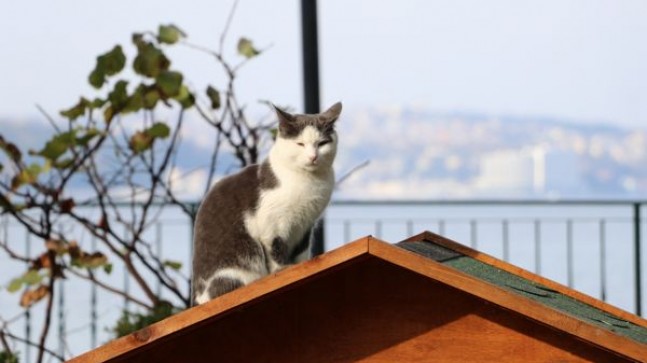 Beykoz Sokaklarına Sıcacık Kedi Evleri!..