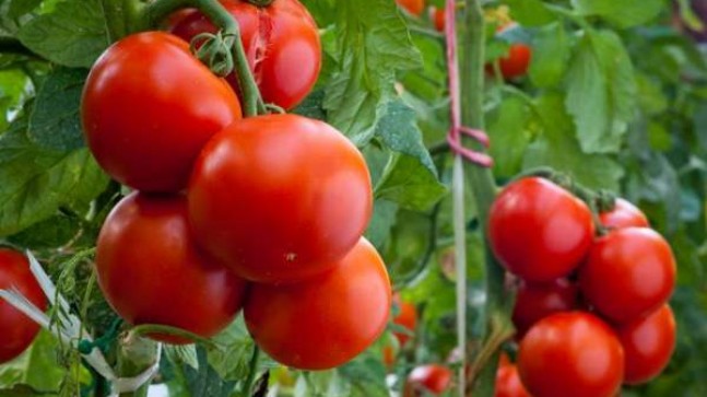 Beykoz’da Alım Garantili Tarımla Yüzler Gülecek